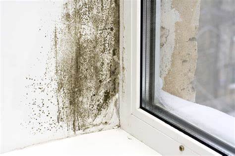 mouldy and damp window